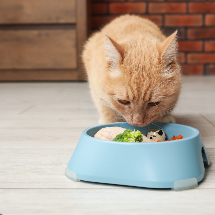 Pets Smart Feeding